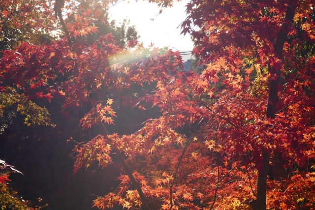 真如堂の散り紅葉