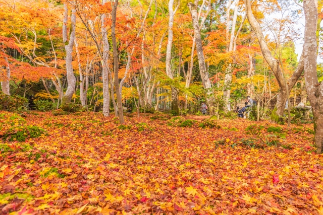 京都・祇王寺の紅葉