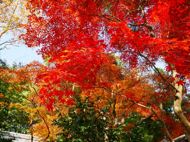 大原野神社境内の紅葉
