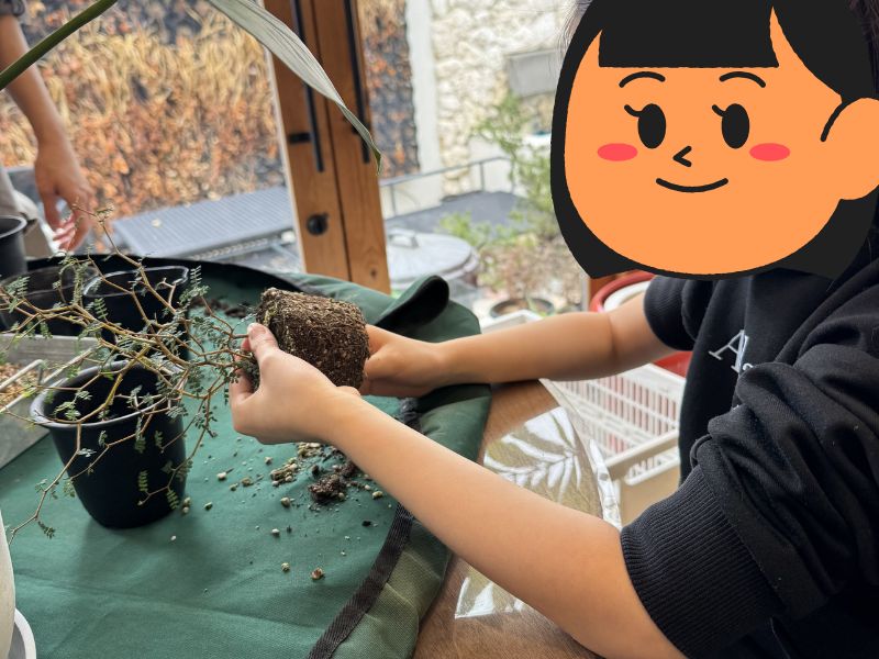 娘が丁寧にソフォラの土をほぐしている様子