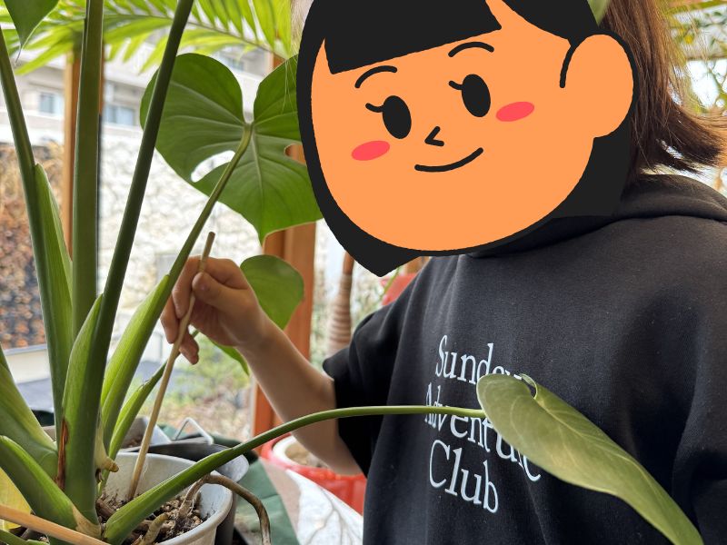 モンステラの土を割り箸でほぐしている娘の様子