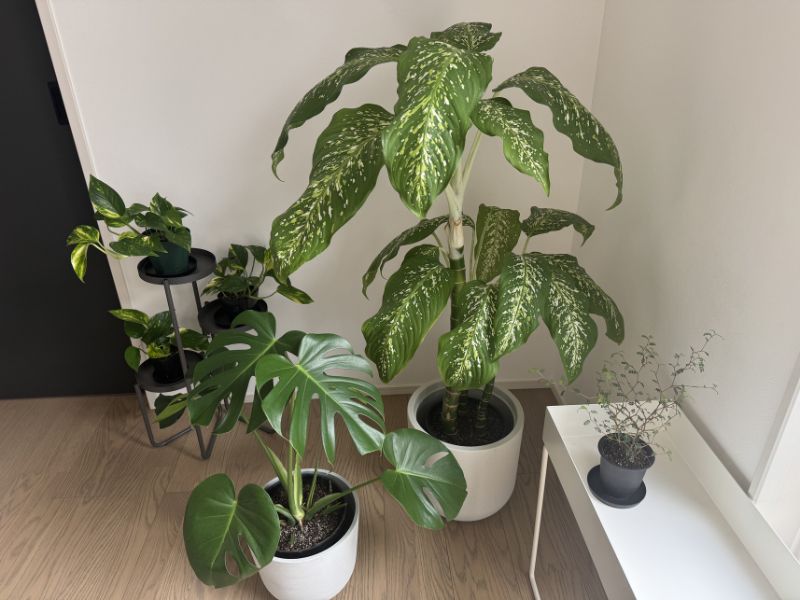 cotoha ujiで植え替えた植物たち