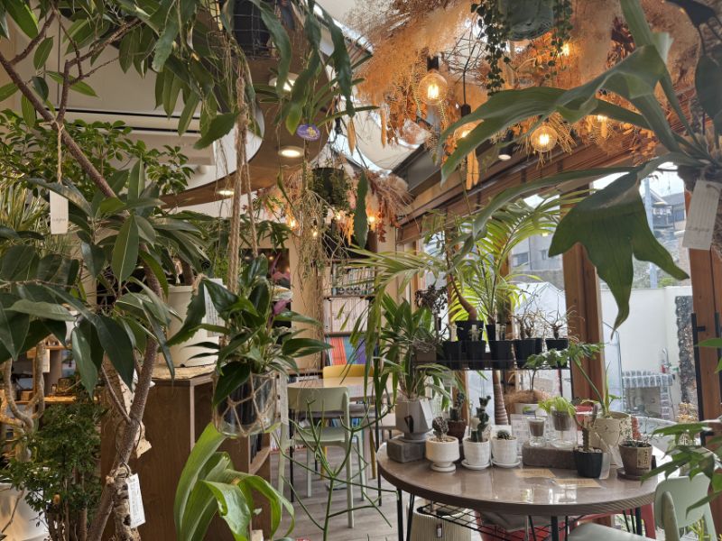 観葉植物が整然と並ぶ、店内の一角