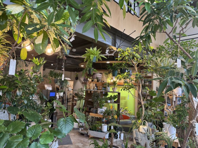 緑に囲まれ、落ち着いた雰囲気のcotoha uji の店内