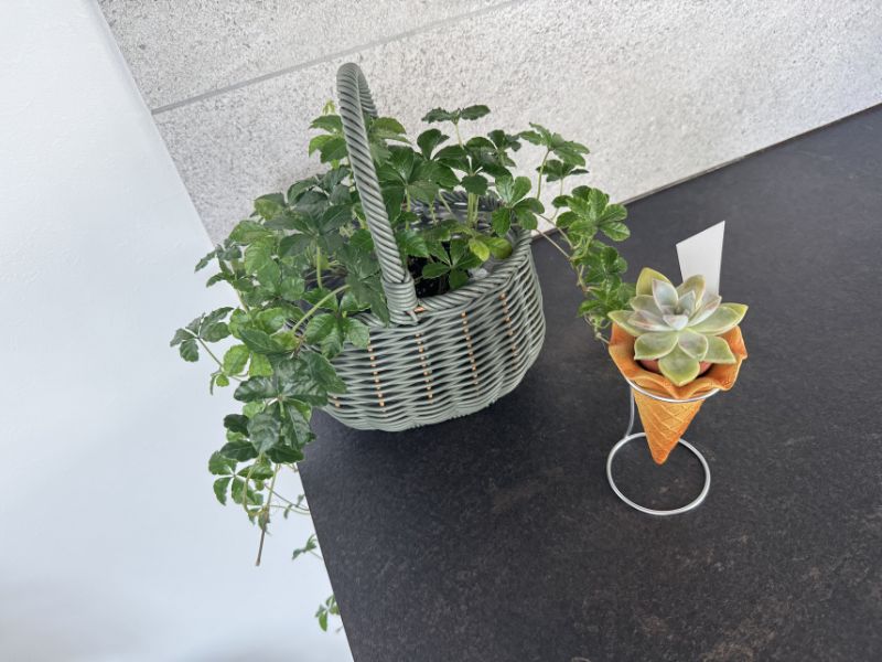 UZU Gardenで購入した植物