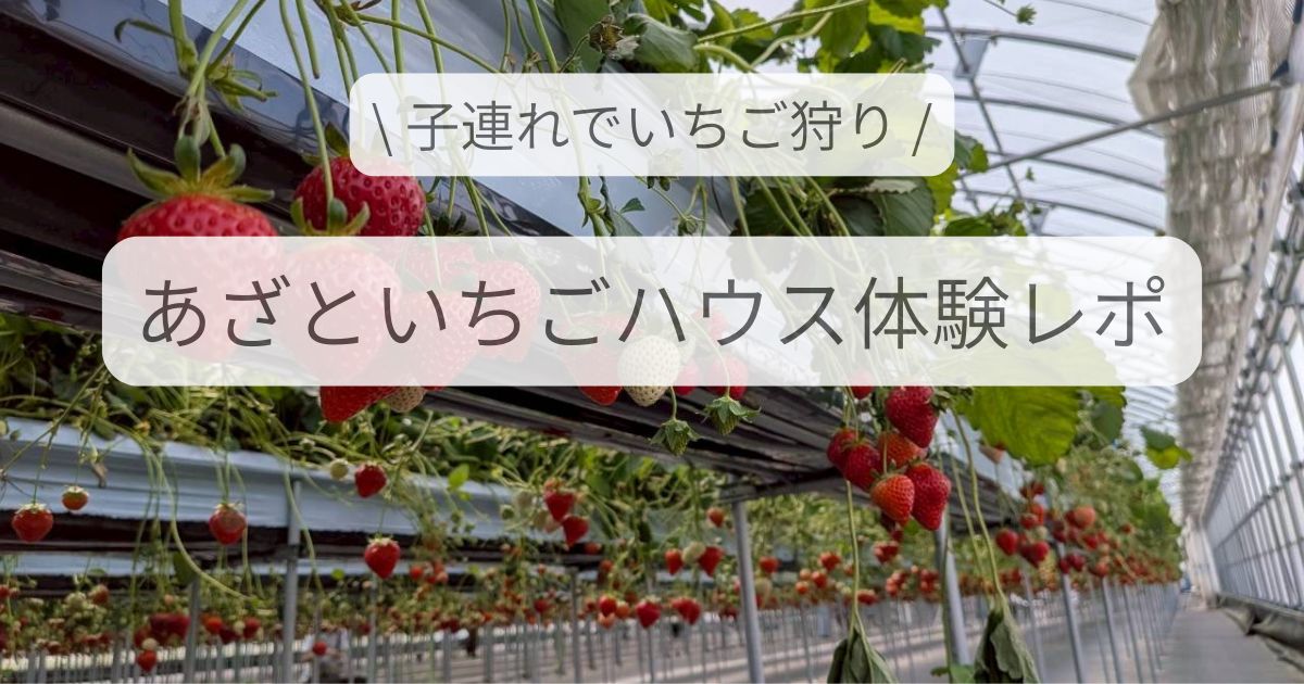 あざといちごハウスのいちご狩り体験（京都府久御山町・子連れ）