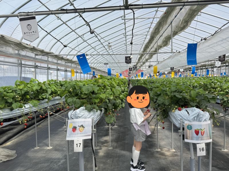 あざといちごハウスの高設栽培いちごと、いちごを摘む娘