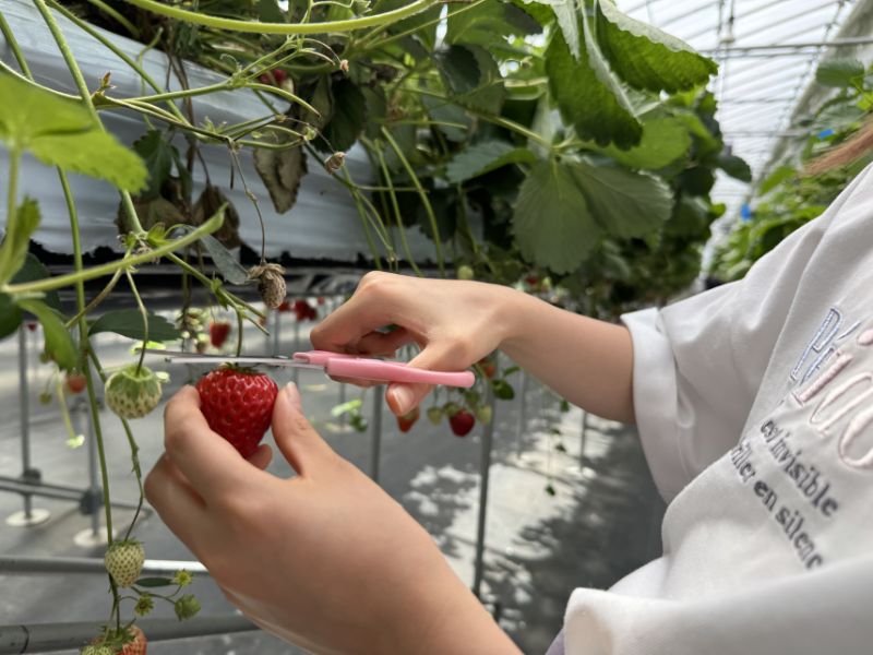 小学生の子どもがいちご狩りを楽しむ様子