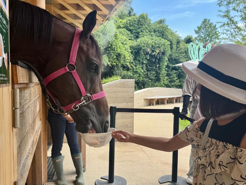 メタセコイアと馬の森で馬にエサをあげる娘