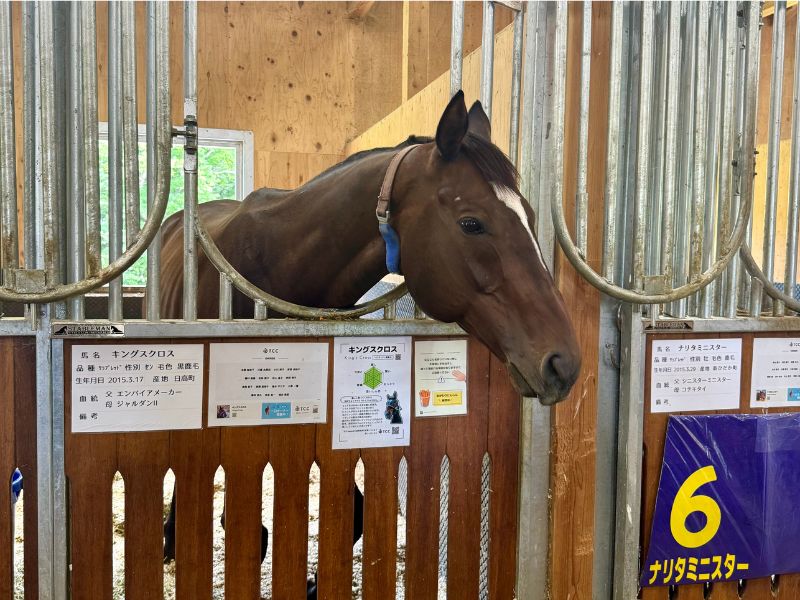 厩舎で過ごす馬のキングスクロス